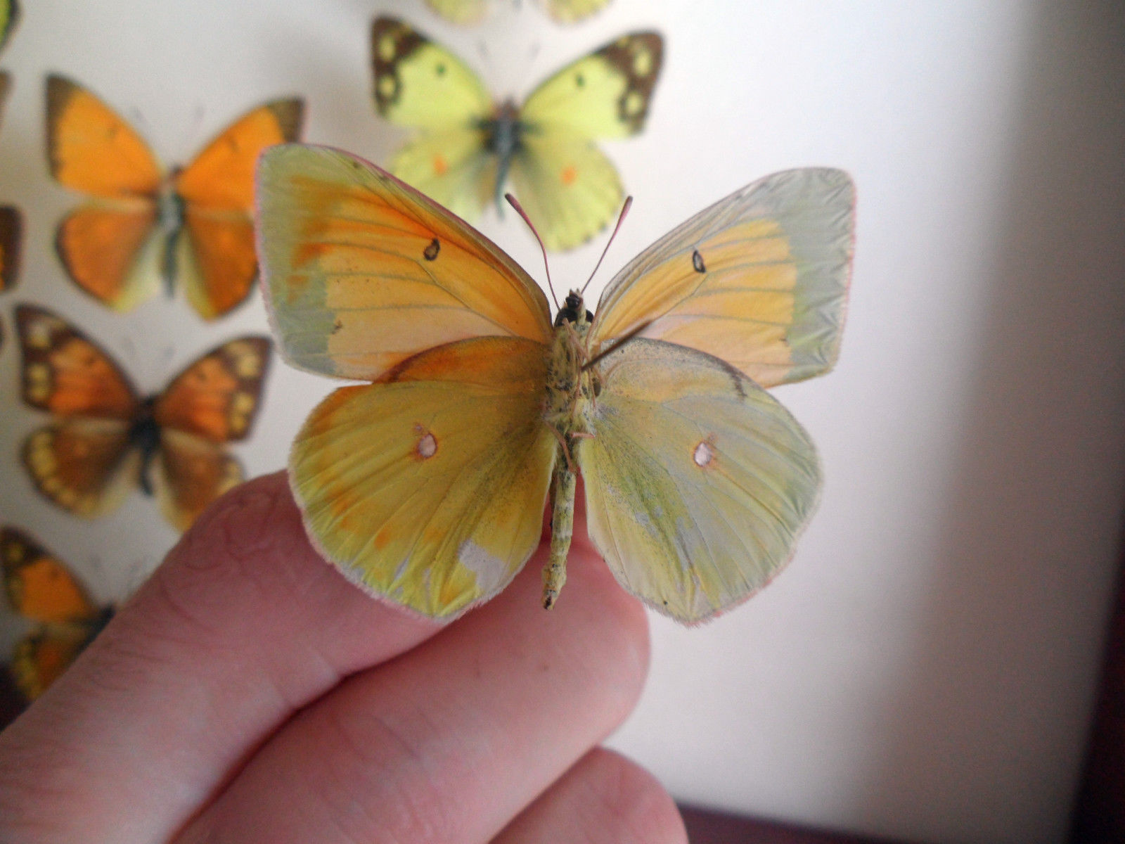 Colias Collection (russia)A (Gynandromorph) (Internet Image property of respective owner, non-commercial use only)